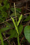 Darkgreen sedge